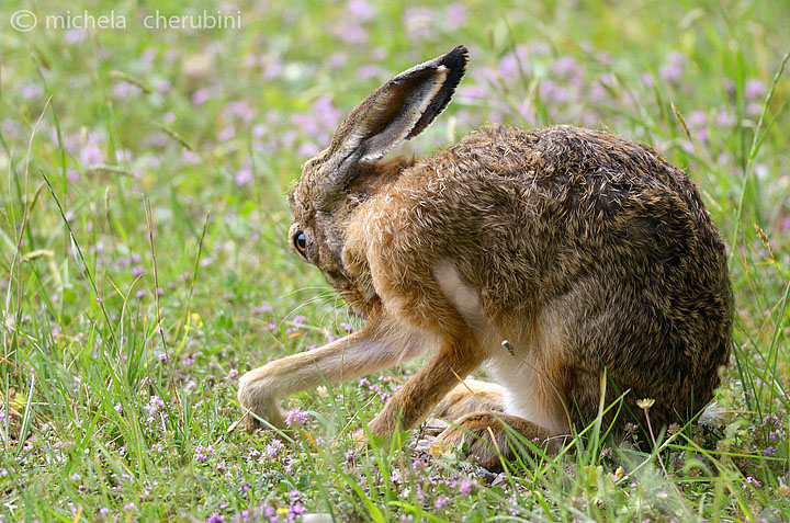 RODITORI E LAGOMORFI SELVATICI